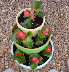 Pink flowers in pots