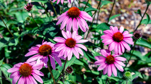 coneflower