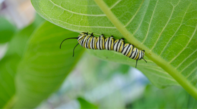 butterfly garden