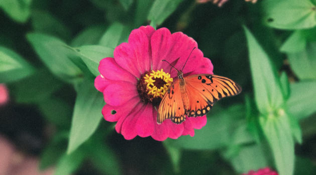 zinnia plant