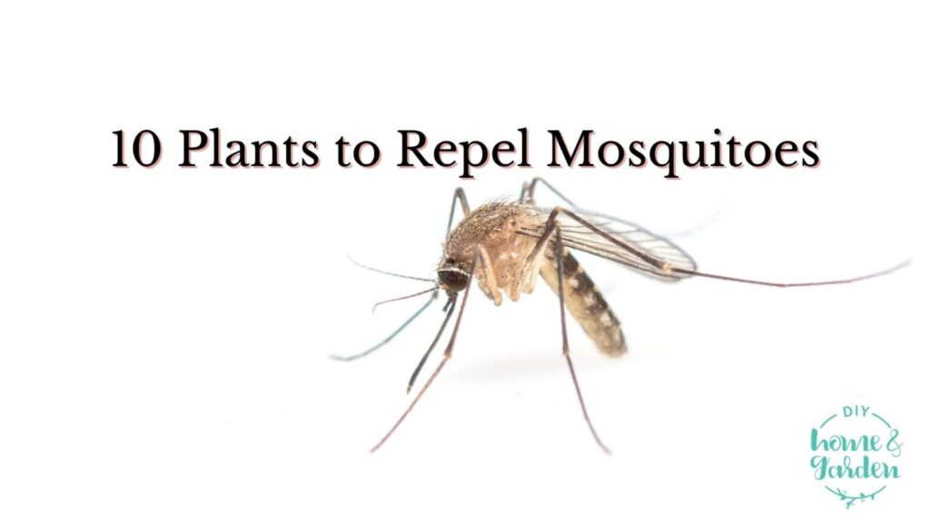 10 Beautiful Plants That Repel Mosquitoes (so annoying!)