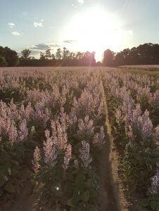 clary sage Bertie County NC herb garden