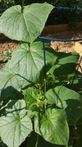 grow cucumbers vertically