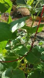 diy raised beds vertical gardening