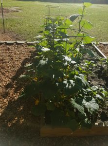 cucumber trellis