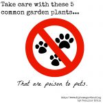 plants that are poisonous to pets