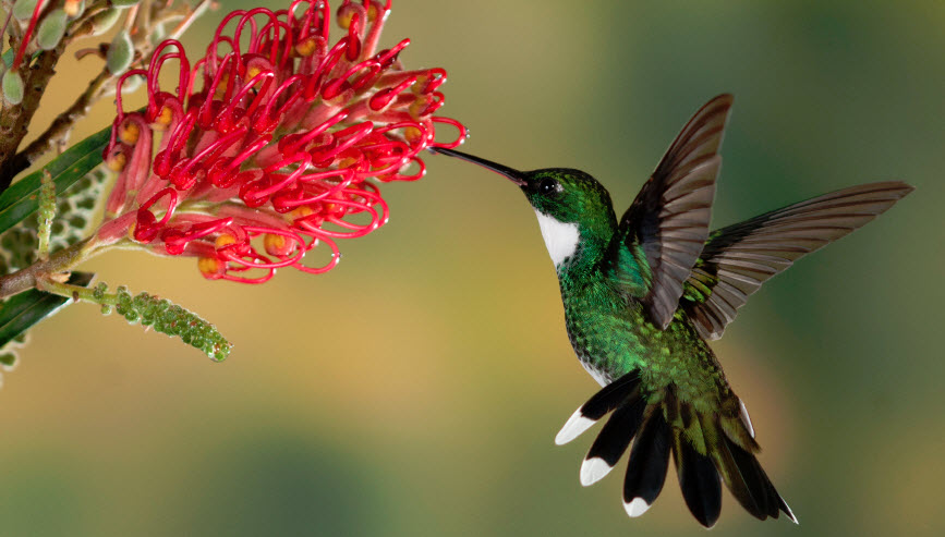 attract hummingbirds