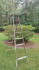 upcycling ladders clematis trellis