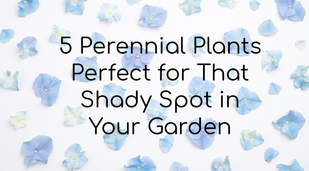 5 Perennial Plants Perfect for That Shady Spot in Your Garden