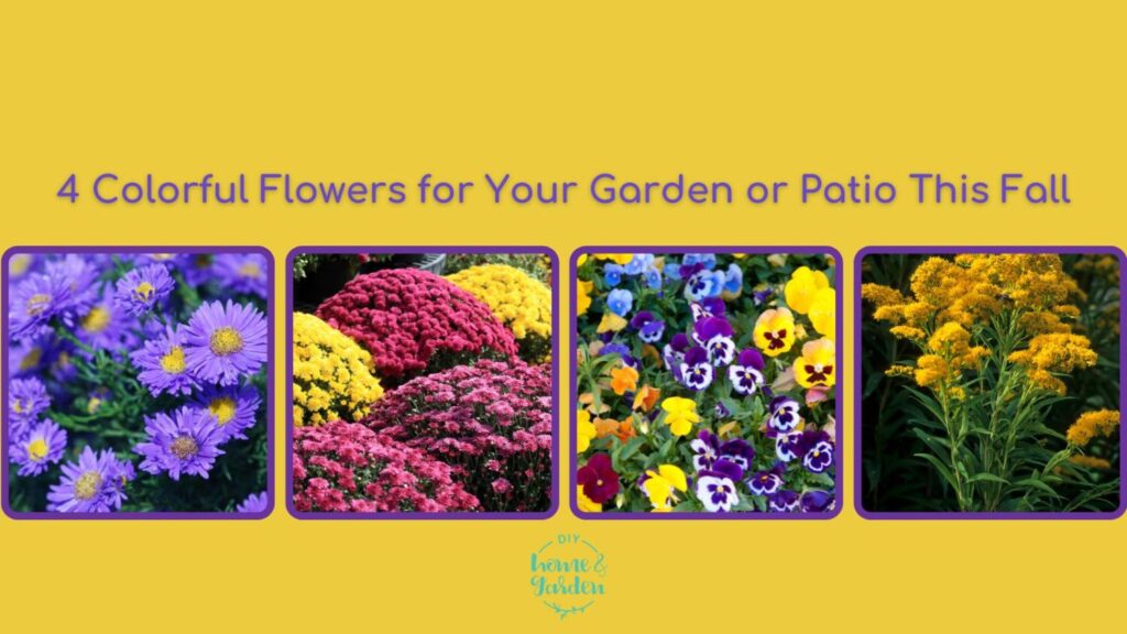 4 Colorful Flowers for Your Garden or Patio This Fall