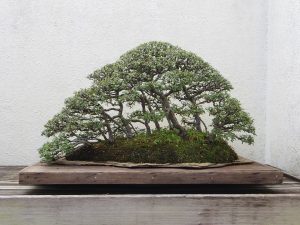 how to grow bonsai