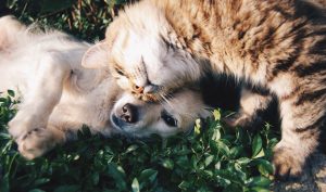 diy oatmeal pet shampoo