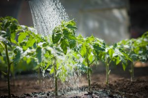 how to water your plants
