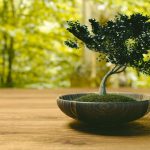 how to grow bonsai