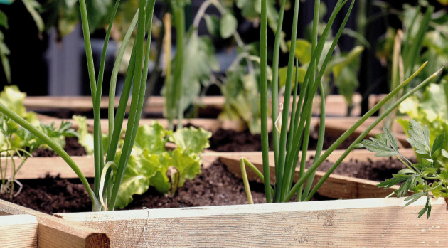 Growing Pains: Facing The Challenges of Urban Gardening