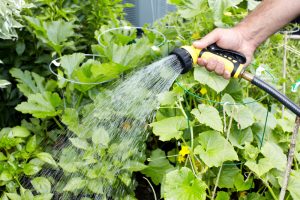 How to water a garden