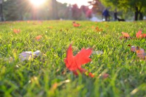 Remove debris, such as dead plants and leaves from the garden yard.