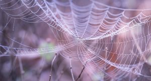 Halloween Party Cobwebs