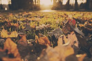 forest-meadow-leaves-autumn 5 essential jobs