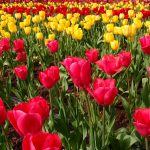 Easter Flowers Pexels
