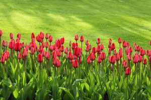 early spring flowers tulip