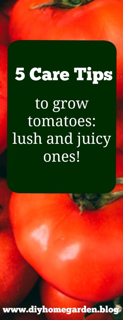 grow tomatoes