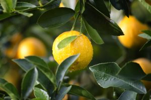 household cleaners: lemons