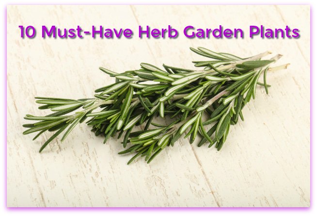 10 Must-Have Herbs for an Herb Garden