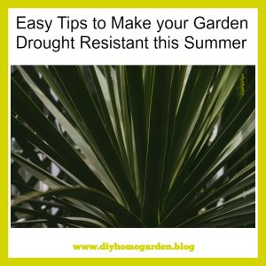 drought tolerant garden