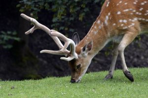 spotted deer eating grass on green grass at daytime deer-resistant