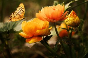 orange flower with butterfly for your yard