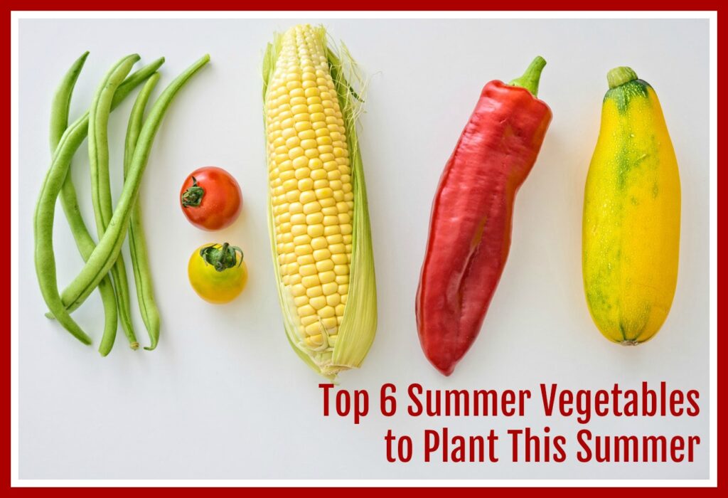 summer vegetables to plant