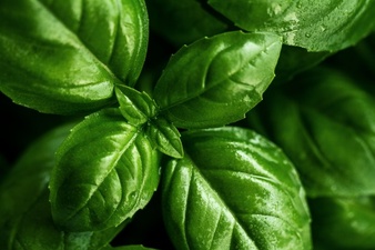 sweet basil