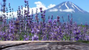 herb garden