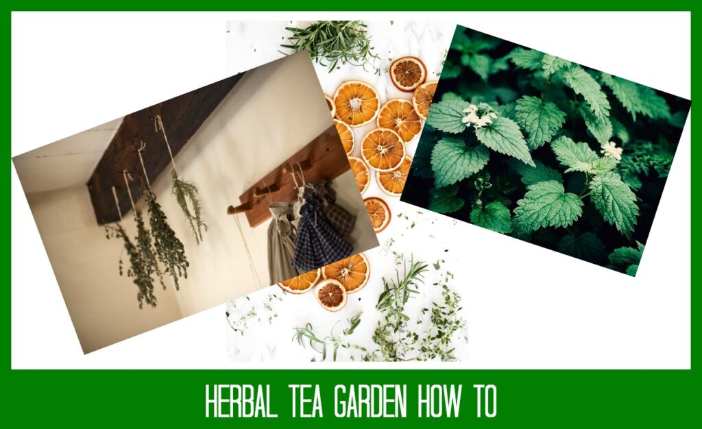 herbal tea