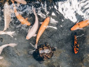 koi pond