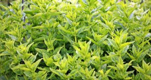 close up photo of green leafed plants