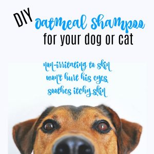 oatmeal shampoo dog cat