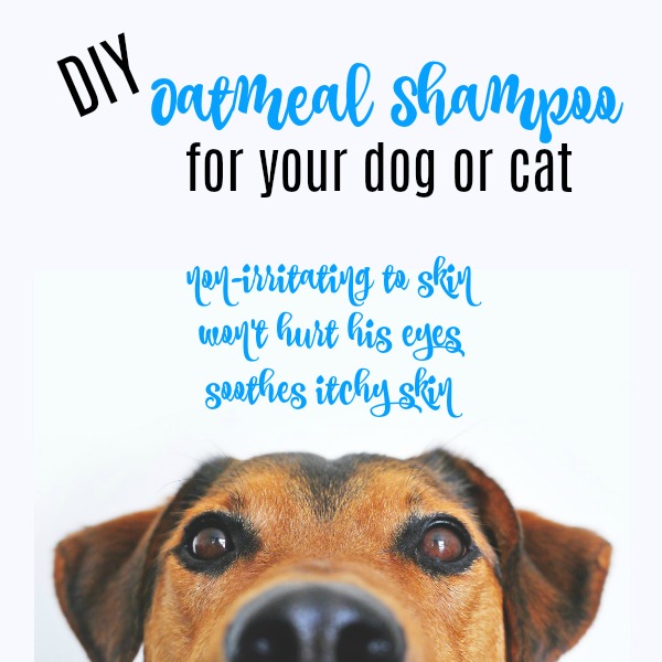 DIY Oatmeal Shampoo For Your Dog or Cat DIY Home Garden