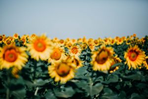 yellow sunflowers