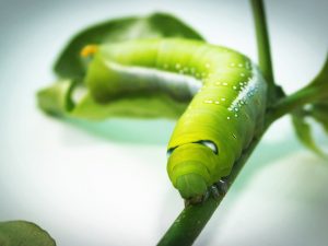 garden pests