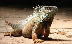 close up of an iguana pet