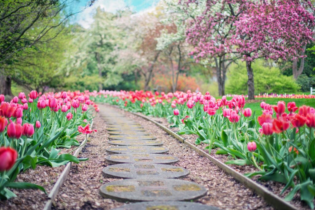 tulips and a walkway