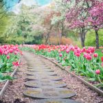 tulips and a walkway