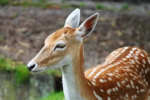 adorable animal animal photography animal portrait deer-resistant