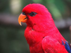 animal animal photography avian beak pet