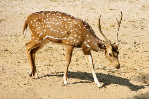 deer-resistant white and brown deer