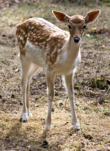 tan fawn in grassy area