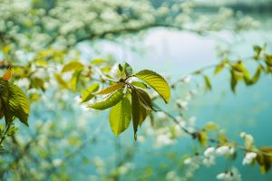 cherry blossom tree near lake in close up garden photography