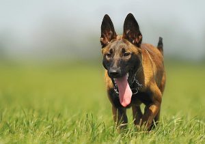 brown black dog stuck tongue walking in a green fields